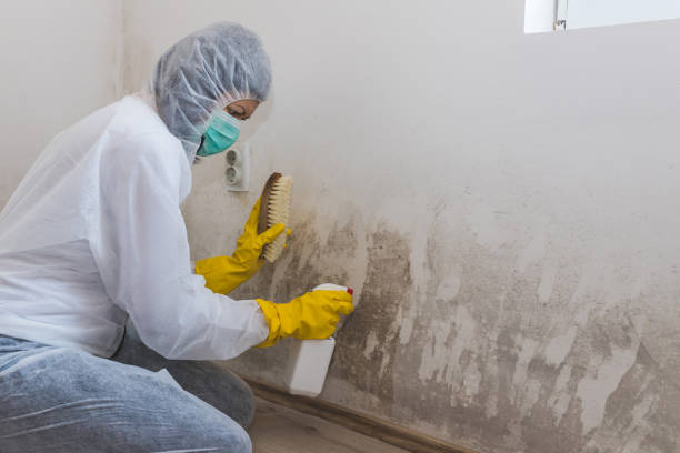 Best Real Estate Mold Inspection  in Wareham Center, MA