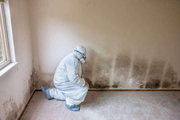 Forensic Mold Investigation in Wareham Center, MA